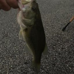 ラージマウスバス