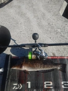 アイナメの釣果