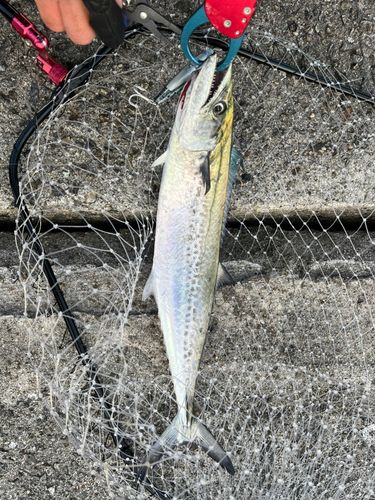 サゴシの釣果
