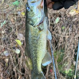 ラージマウスバス