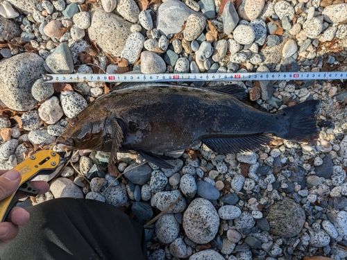 アイナメの釣果