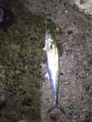 サゴシの釣果