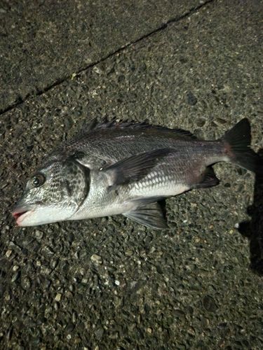 チヌの釣果
