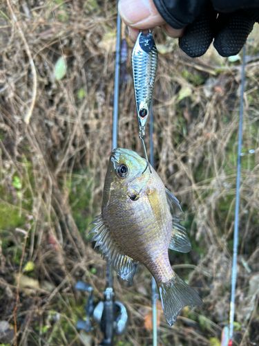 ブルーギルの釣果