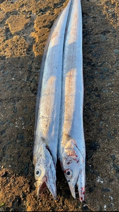 タチウオの釣果