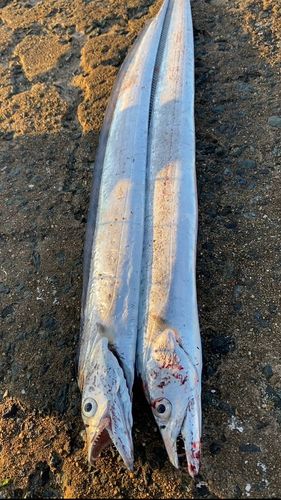 タチウオの釣果