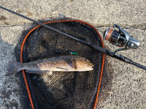 アイナメの釣果