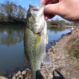 ラージマウスバス