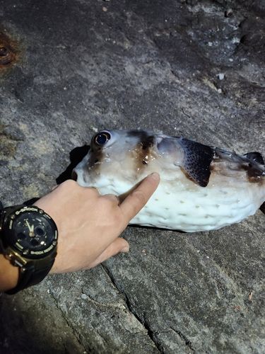 イシガキフグの釣果