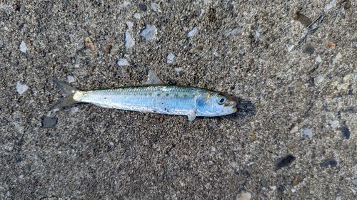 マイワシの釣果