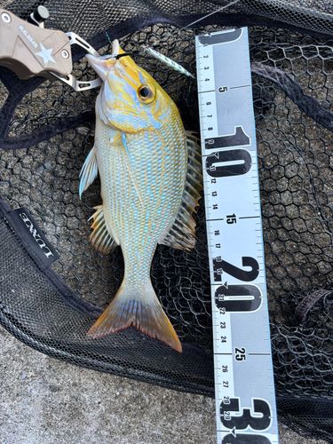 ハマフエフキダイの釣果