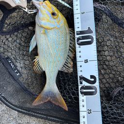 ハマフエフキダイ