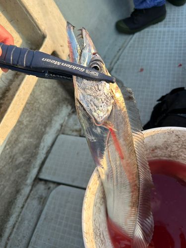 タチウオの釣果