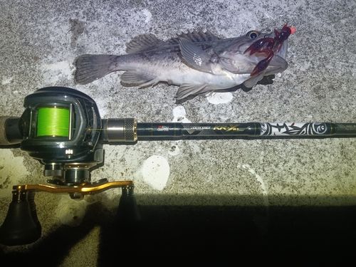 クロソイの釣果