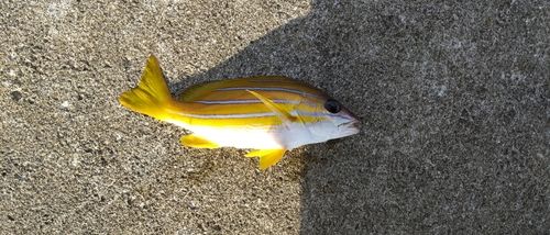 ヨスジフエダイの釣果