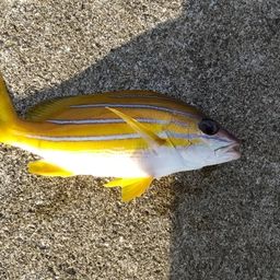 ヨスジフエダイ