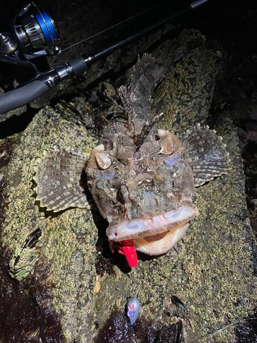 ケムシカジカの釣果