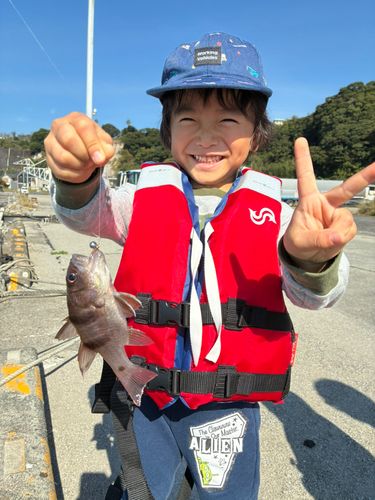 ヨコスジイシモチの釣果