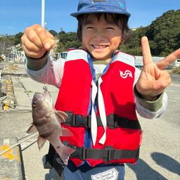 ヨコスジイシモチ