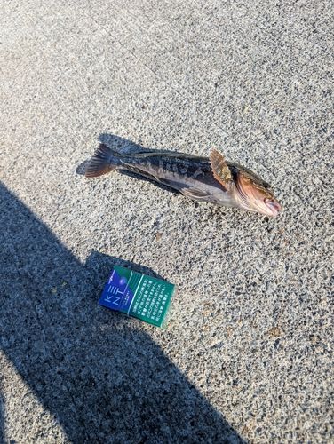 アイナメの釣果