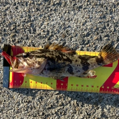 タケノコメバルの釣果