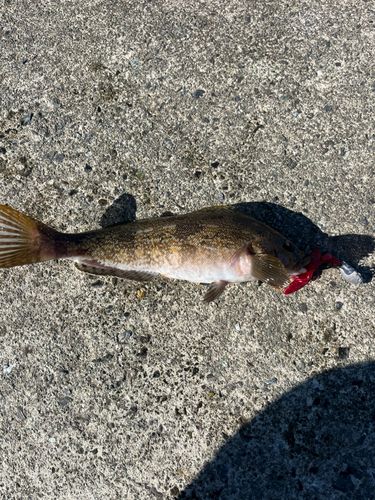 アイナメの釣果