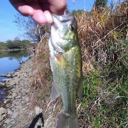 ラージマウスバス