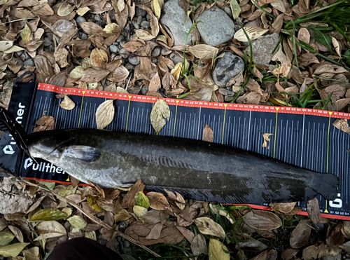 ニホンナマズの釣果