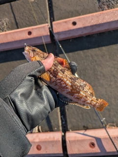 アイナメの釣果