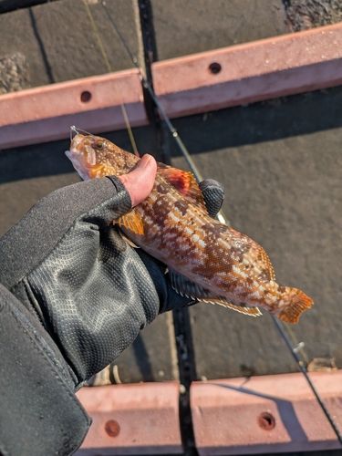 アイナメの釣果