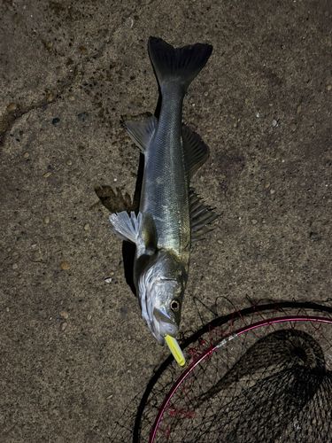 船橋港親水公園