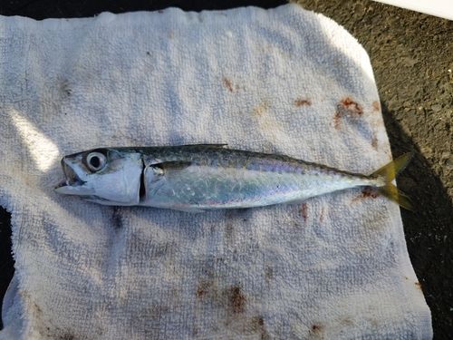サバの釣果