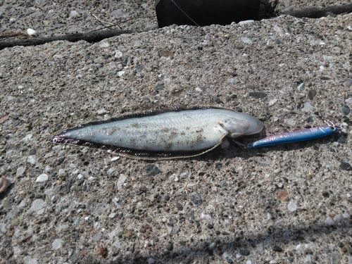 シタビラメの釣果