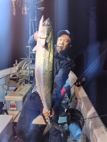 サワラの釣果