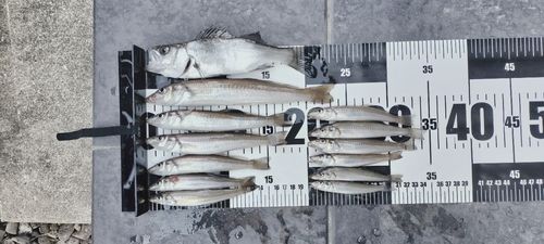 茅ヶ崎ヘッドランド