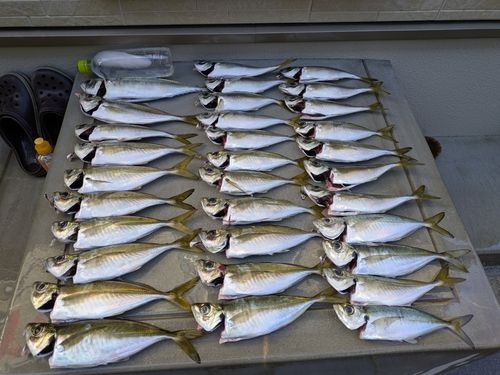 アジの釣果
