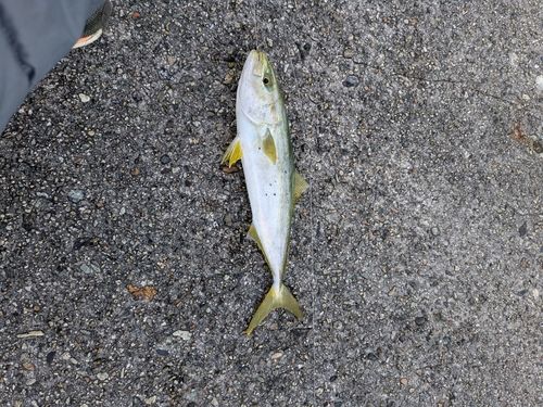 フクラギの釣果