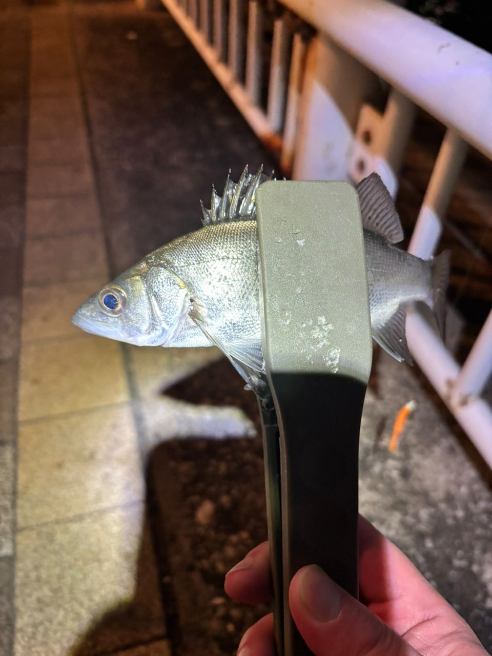 セイゴ（マルスズキ）