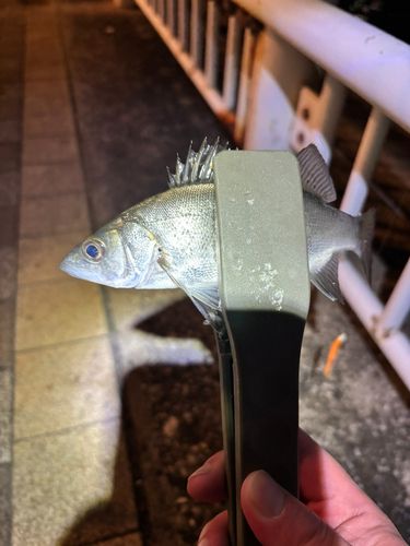 セイゴ（マルスズキ）の釣果