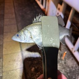 セイゴ（マルスズキ）