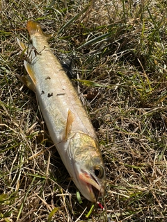 アメマスの釣果