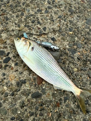 コノシロの釣果