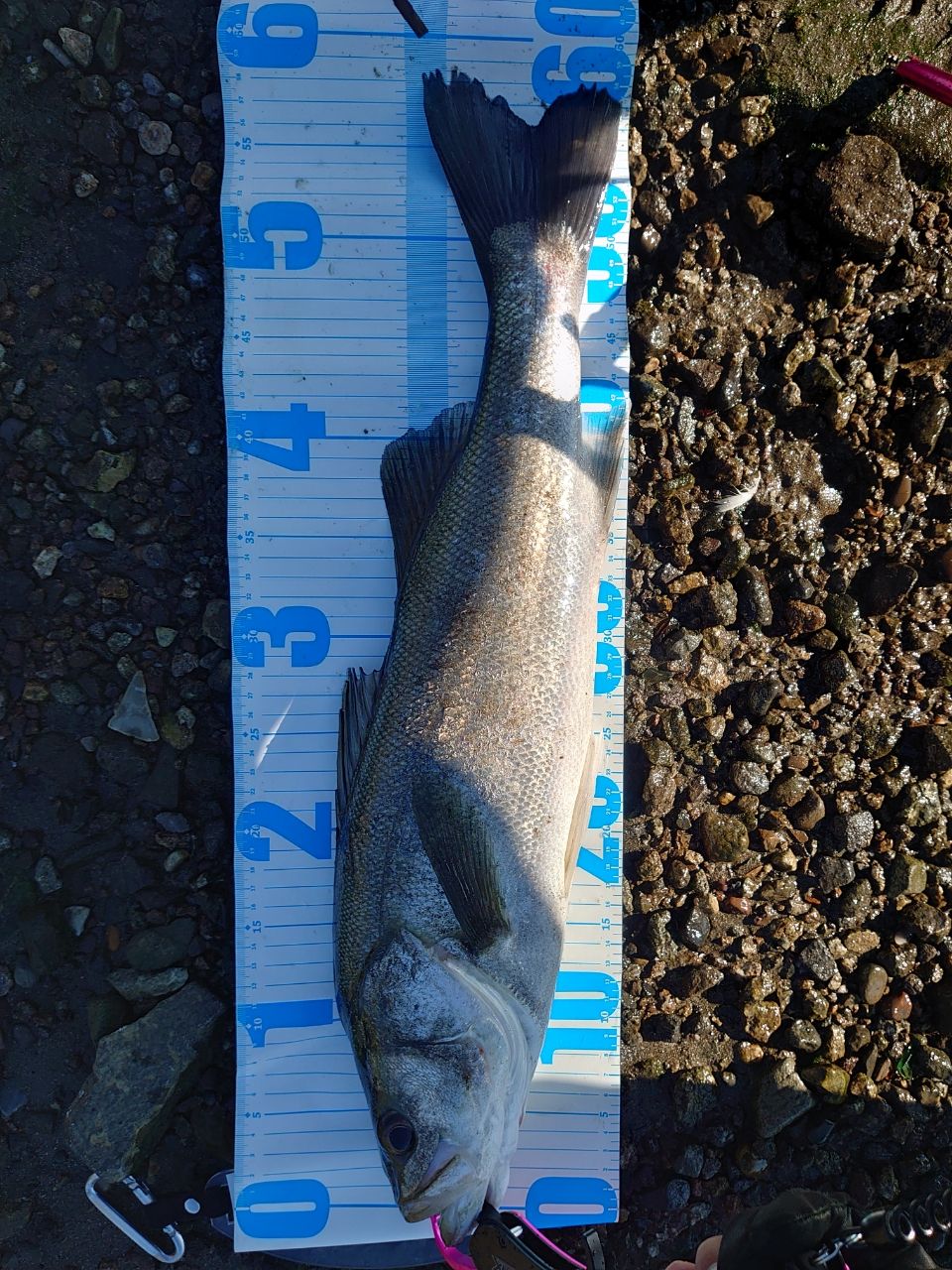 zxisaninja さんの 2025年11月16日のシーバスの釣り・釣果情報(秋田県