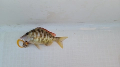 フエフキダイの釣果