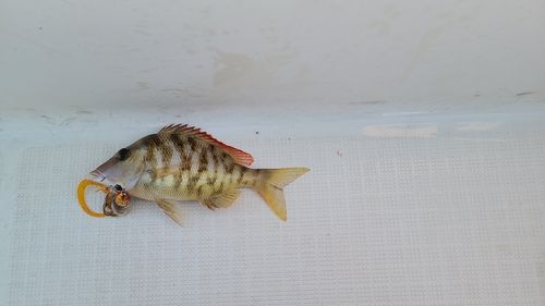 フエフキダイの釣果