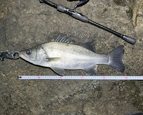 フッコ（ヒラスズキ）の釣果