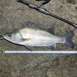 フッコ（ヒラスズキ）