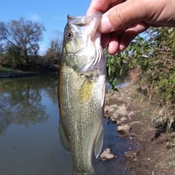 ラージマウスバス