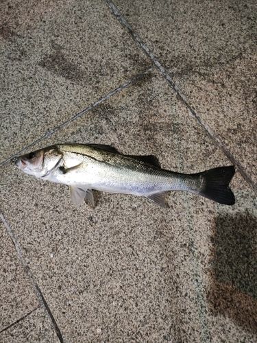 フッコ（マルスズキ）の釣果