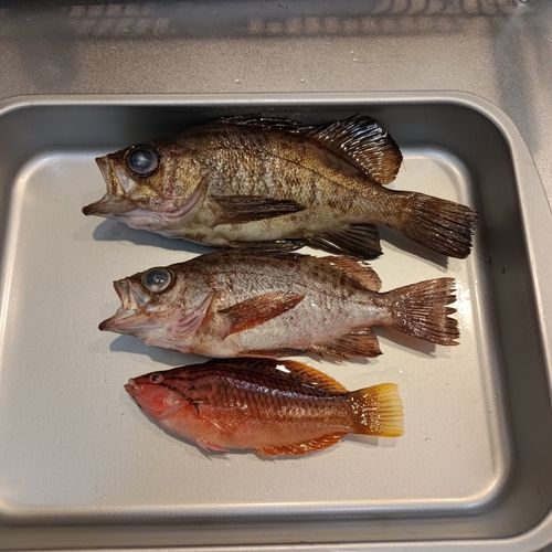 メバルの釣果